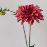 'Crazy Legs' | Dahlia Tuber | Shipping March - April 2025