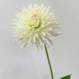'Grace Wulff' | Dahlia Tuber | Shipping March - April 2025
