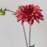 'Crazy Legs' | Dahlia Tuber | Shipping March - April 2025