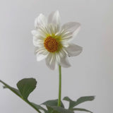 'Cherubino' | Dahlia Tuber | Shipping March - April 2025