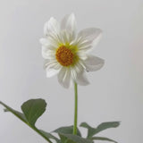 'Cherubino' | Dahlia Tuber | Shipping March - April 2025