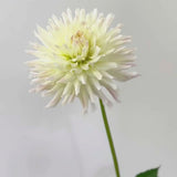 'Grace Wulff' | Dahlia Tuber | Shipping March - April 2025