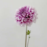 'Edinburgh' | Dahlia Tuber | Shipping March - April 2025