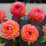 'Sandia Bliss' | Dahlia Rooted Cutting