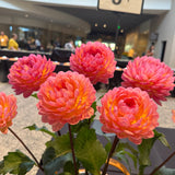 'Sandia Bliss' | Dahlia Rooted Cutting