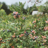 Blueberry + Rose Geranium Drinking Vinegar - Stone Hollow Farmstead