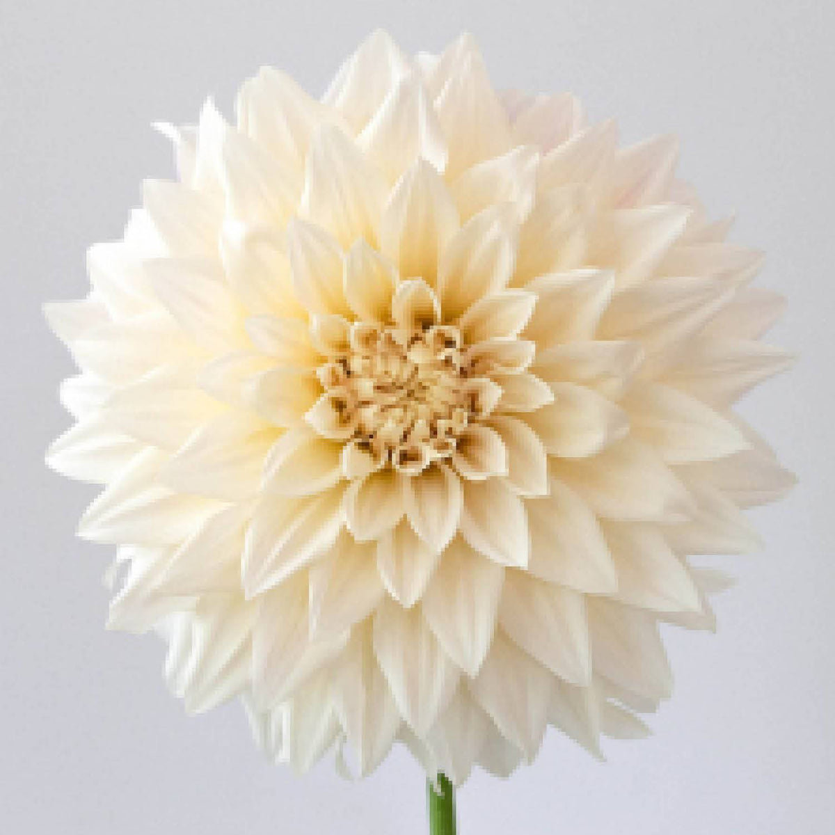 DAHLIAさん専用 Foxy Lady Dahlia Tuber — Round Table Farm