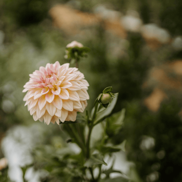 Dahlia Intensive at Stone Hollow Farmstead - Stone Hollow Farmstead