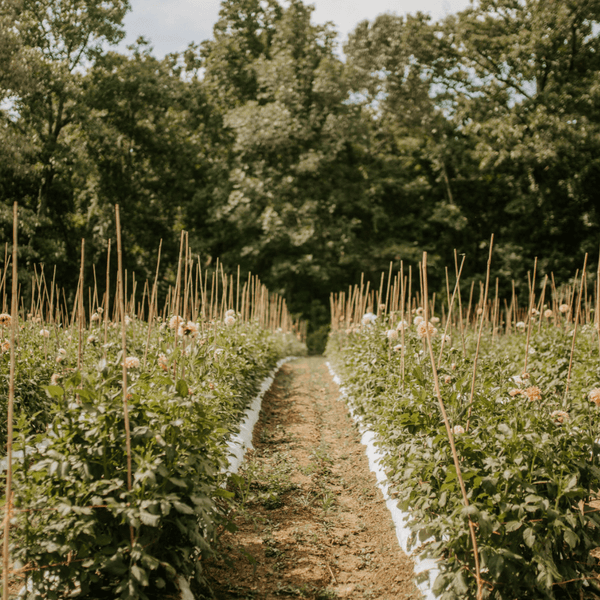 Dahlia Intensive at Stone Hollow Farmstead - Stone Hollow Farmstead