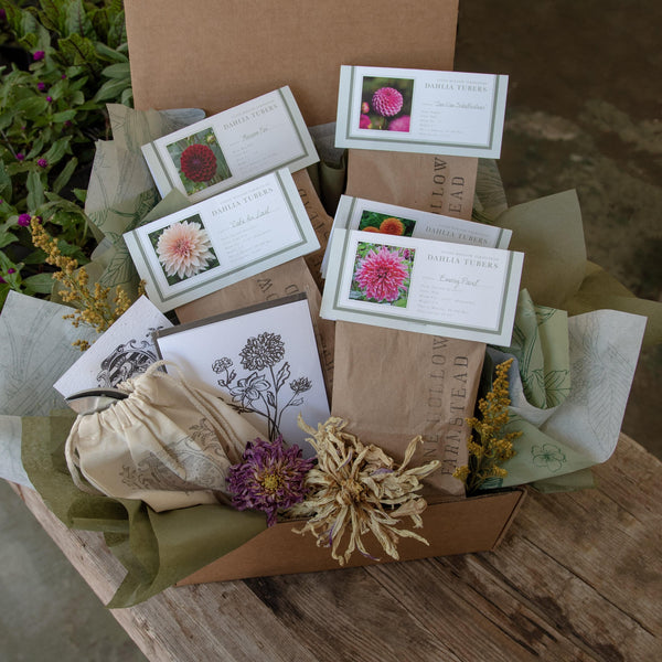 Dahlia Tuber Gift Box - Stone Hollow Farmstead