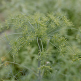 Dill Blossom Vinegar - Stone Hollow Farmstead