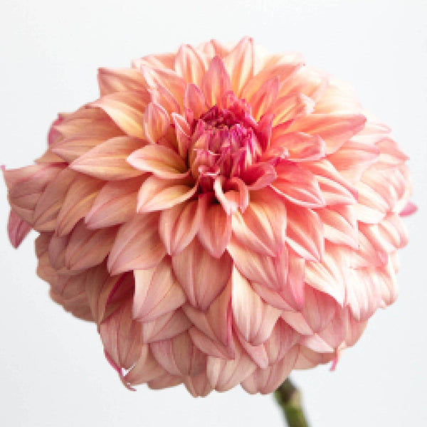 2025 Dahlia Tubers  Stone Hollow Farmstead