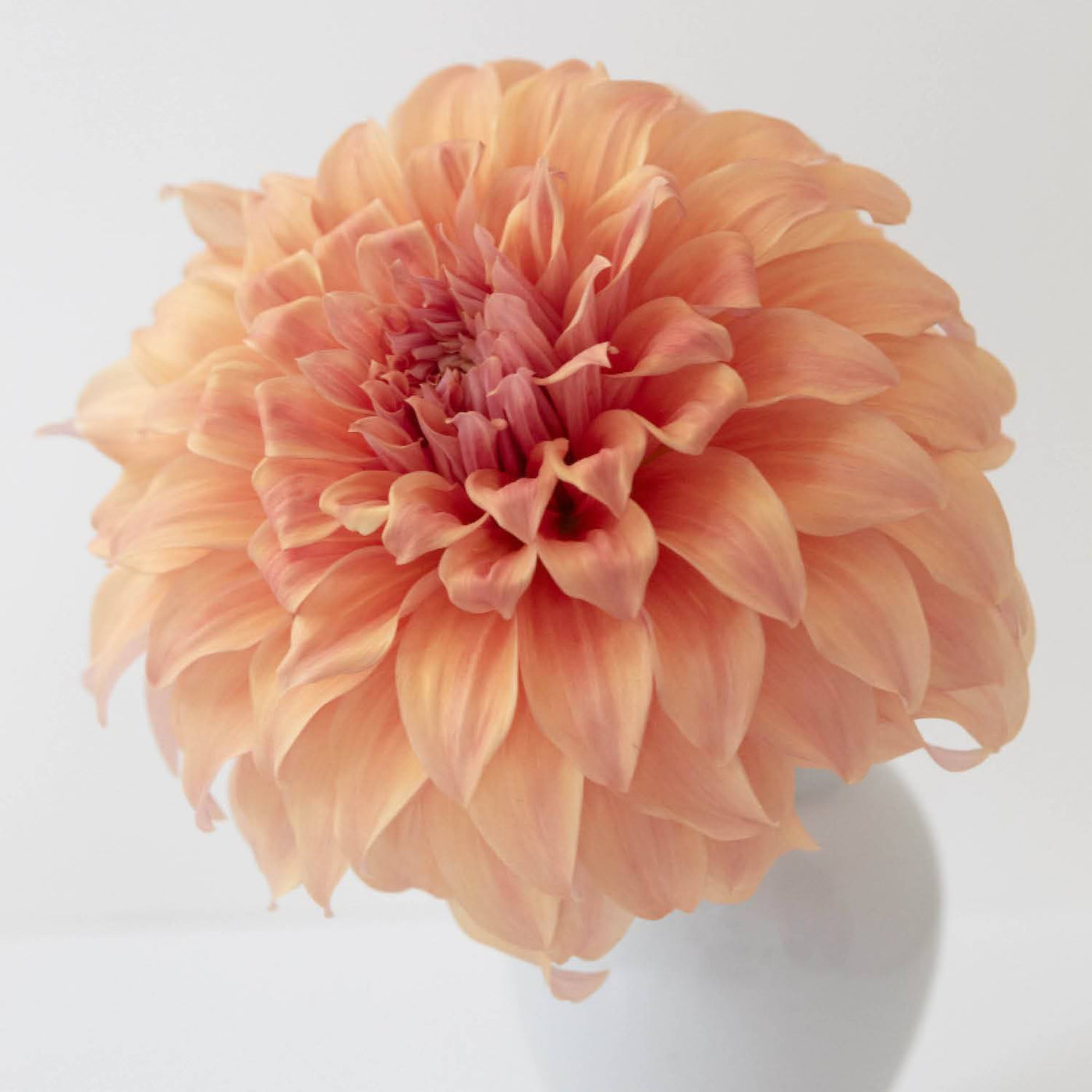 JS Butterscotch' | Rooted Cutting | Shipping March - April