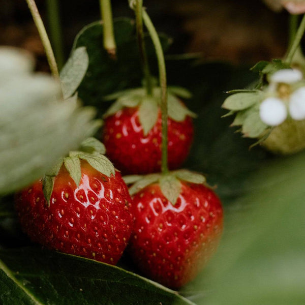 Strawberry Fruit Topping - Stone Hollow Farmstead