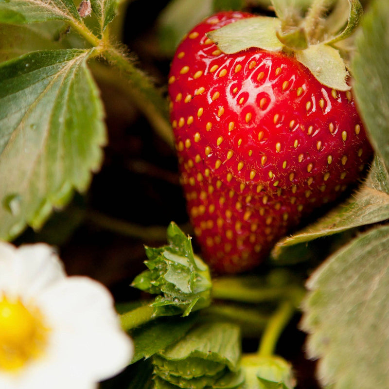 Strawberry Fruit Topping - Stone Hollow Farmstead