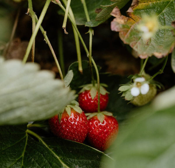 Strawberry Rose Drinking Vinegar - Stone Hollow Farmstead