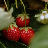 Strawberry Rose Jam - Stone Hollow Farmstead