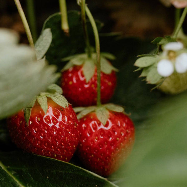 Strawberry Rose Jam - Stone Hollow Farmstead