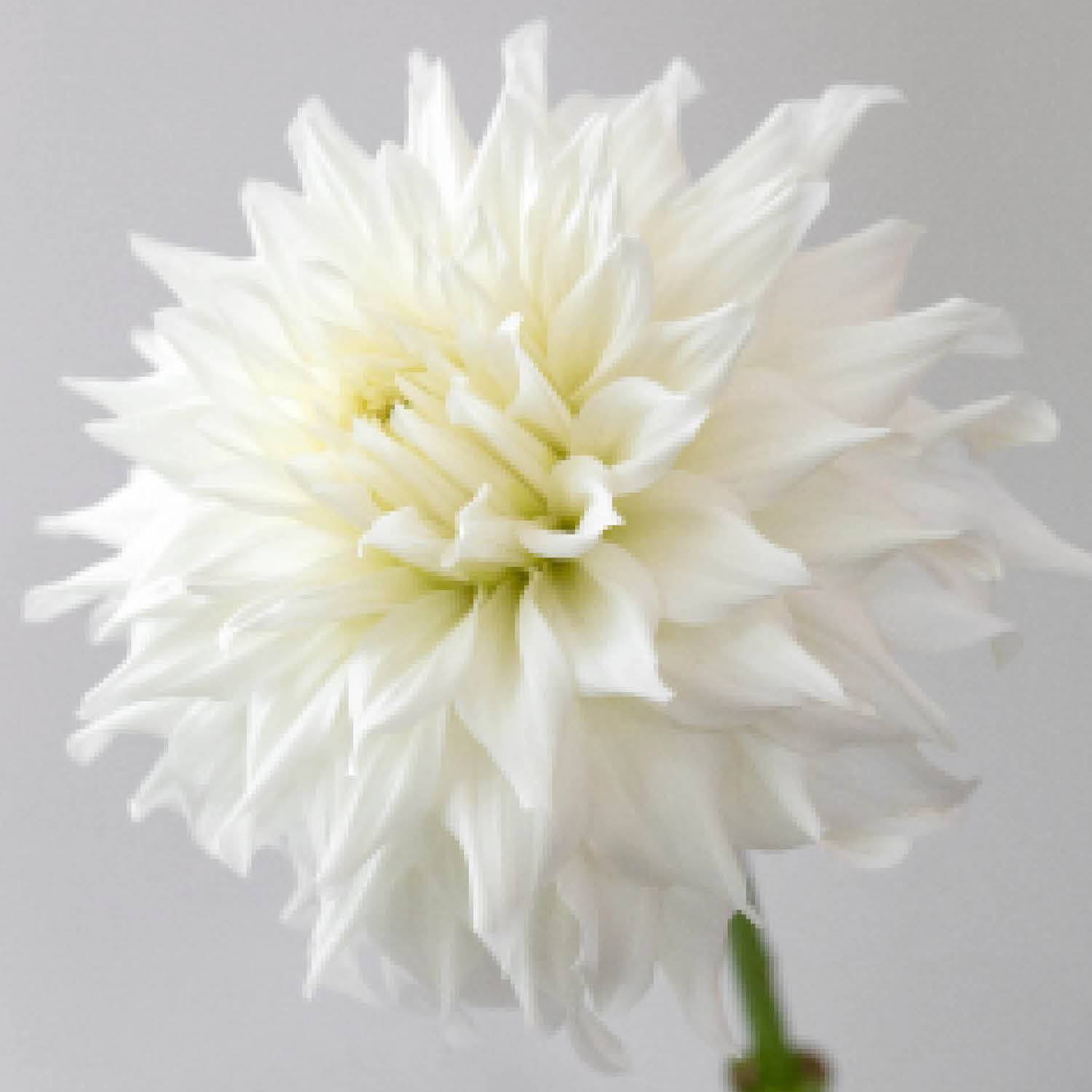 'Verda' Shipping Spring 2024 Stone Hollow Farmstead