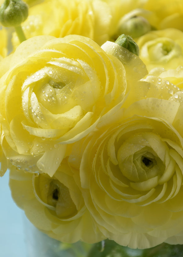 'Yellow' Persian Buttercup Ranunculus - Stone Hollow Farmstead
