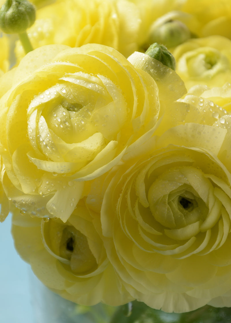'Yellow' Persian Buttercup Ranunculus - Stone Hollow Farmstead