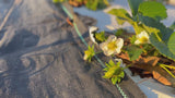 Stone Hollow Farmstead Strawberry Rose Drinking Vinegar